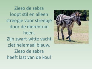 Ziezo de zebra   Ziezo de zebra loopt stil en alleen streepje voor streepje door de dierentuin heen.Zijn zwart-witte vacht ziet helemaal blauw. Ziezo de zebra heeft last van de kou! 