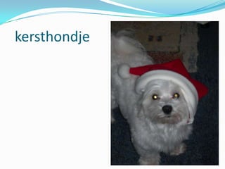 kersthondje

 