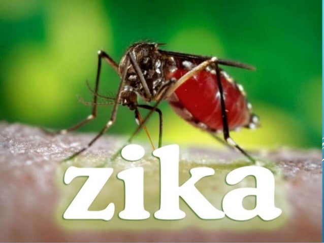 Imagenes Memes Del Zika | zika Imagenes Memes Del Zika | zika