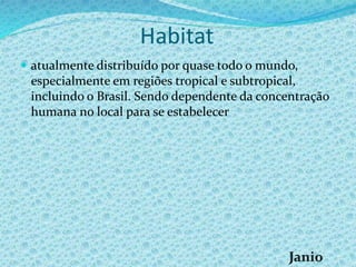 Habitat
 atualmente distribuído por quase todo o mundo,
especialmente em regiões tropical e subtropical,
incluindo o Brasil. Sendo dependente da concentração
humana no local para se estabelecer
 