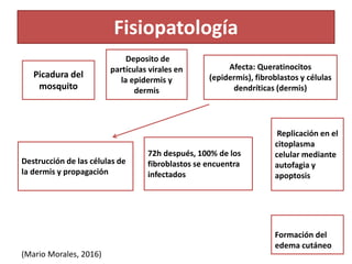 Fisiopatología
Picadura del
mosquito
Afecta: Queratinocitos
(epidermis), fibroblastos y células
dendríticas (dermis)
Deposito de
partículas virales en
la epidermis y
dermis
Replicación en el
citoplasma
celular mediante
autofagia y
apoptosis
Destrucción de las células de
la dermis y propagación
72h después, 100% de los
fibroblastos se encuentra
infectados
Formación del
edema cutáneo
(Mario Morales, 2016)
 