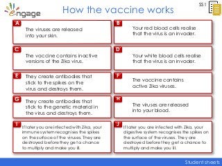 Student sheets
A
C
E
G
I
B
D
F
H
J
How the vaccine works
SS1
The vaccine contains inactive
versions of the Zika virus.
The vaccine contains
active Zika viruses.
Your red blood cells realise
that the virus is an invader.
They create antibodies that
stick to the spikes on the
virus and destroys them.
They create antibodies that
stick to the genetic material in
the virus and destroys them.
The viruses are released
into your skin.
The viruses are released
into your blood.
If later you are infected with Zika, your
immune system recognises the spikes
on the surface of the viruses. They are
destroyed before they get a chance
to multiply and make you ill.
If later you are infected with Zika, your
digestive system recognises the spikes on
the surface of the viruses. They are
destroyed before they get a chance to
multiply and make you ill.
Your white blood cells realise
that the virus is an invader.
 