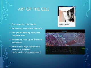 ART OF THE CELL
• Contacted by John Liebler
• He wanted to illustrate the virus!
• This got me thinking about the
complete...