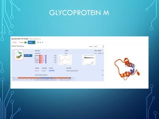 GLYCOPROTEIN M
 