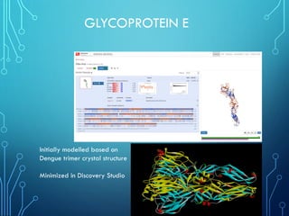 GLYCOPROTEIN E
Initially modelled based on
Dengue trimer crystal structure
Minimized in Discovery Studio
 