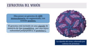 ESTRUCTURA DEL VIRIÓN
Zika posee un genoma de ARN
monocatenario, no segmentado, con
sentido positivo.
El genoma está incluido en una cápside de
simetría de tipo icosaédrico, por una única
subunidad polipeptídica, la proteína C.
La cápside del virus, coloreado por
cadenas de proteínas
 