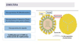 envoltura
Glucoproteínas M (Membranales)
Glucoproteínas E dimerica (Tanto
de envoltura como unión celular)
Glucoproteína de cápside
Codificadas por el ARN en
orden (Ciclo de replicación)
 