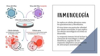 INMUNOLOGÍA
Se replica en células dérmicas como
los queratinocitos y fibroblastos.
El virus tiene una particular afinidad
por células neuronales, lo que explica
sus efectos neurológicos en el feto en
desarrollo.
La respuesta inmune inicial incluye la
activación de macrófagos y células
dendríticas, seguidas de una
respuesta adaptativa con producción
de anticuerpos neutralizantes.
 