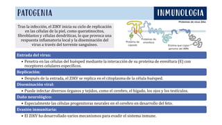 Tras la infección, el ZIKV inicia su ciclo de replicación
en las células de la piel, como queratinocitos,
fibroblastos y células dendríticas, lo que provoca una
respuesta inflamatoria local y la diseminación del
virus a través del torrente sanguíneo.
PATOGENIA INMUNOLOGIA
Entrada del virus:
• Penetra en las células del huésped mediante la interacción de su proteína de envoltura (E) con
receptores celulares específicos.
Replicación:
• Después de la entrada, el ZIKV se replica en el citoplasma de la célula huésped.
Diseminación viral:
• Puede infectar diversos órganos y tejidos, como el cerebro, el hígado, los ojos y los testículos.
Daño neurológico:
• Especialmente las células progenitoras neurales en el cerebro en desarrollo del feto.
Evasión inmunitaria:
• El ZIKV ha desarrollado varios mecanismos para evadir el sistema inmune.
 