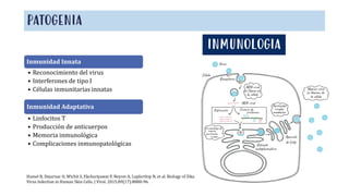 Inmunidad Innata
• Reconocimiento del virus
• Interferones de tipo I
• Células inmunitarias innatas
PATOGENIA
INMUNOLOGIA
Inmunidad Adaptativa
• Linfocitos T
• Producción de anticuerpos
• Memoria inmunológica
• Complicaciones inmunopatológicas
Hamel R, Dejarnac O, Wichit S, Ekchariyawat P, Neyret A, Luplertlop N, et al. Biology of Zika
Virus Infection in Human Skin Cells. J Virol. 2015;89(17):8880-96.
 