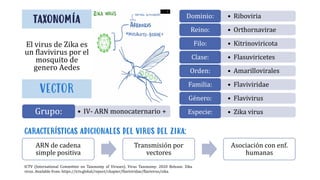 taxonomía
El virus de Zika es
un flavivirus por el
mosquito de
genero Aedes
• Riboviria
Dominio:
• Orthornavirae
Reino:
• Kitrinoviricota
Filo:
• Flasuviricetes
Clase:
• Amarillovirales
Orden:
• Flaviviridae
Familia:
• Flavivirus
Género:
• Zika virus
Especie:
• IV- ARN monocaternario +
Grupo:
CARACTERÍSTICAS ADICIONALES DEL VIRUS DEL ZIKA:
ARN de cadena
simple positiva
Transmisión por
vectores
Asociación con enf.
humanas
ICTV (International Committee on Taxonomy of Viruses). Virus Taxonomy: 2020 Release. Zika
virus. Available from: https://ictv.global/report/chapter/flaviviridae/flavivirus/zika.
VECTOR
 
