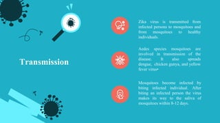 Zika virus is transmitted from
infected persons to mosquitoes and
from mosquitoes to healthy
individuals.
Aedes species mosquitoes are
involved in transmission of the
disease. It also spreads
dengue, chicken gunya, and yellow
fever virus•
Transmission
Mosquitoes become infected by
biting infected individual. After
biting an infected person the virus
makes its way to the saliva of
mosquitoes within 8-12 days.
 