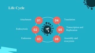 Life Cycle
01
02
03
04
05
06
Attachment Translation
Transcription and
Replication
Endocytosis
Endosome Assembly and
exocytosis
 