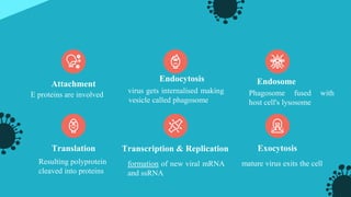 Attachment
E proteins are involved
Endocytosis Endosome
mature virus exits the cell
Translation
Resulting polyprotein
cleaved into proteins
formation of new viral mRNA
and ssRNA
Exocytosis
Phagosome fused with
host cell's lysosome
virus gets internalised making
vesicle called phagosome
Transcription & Replication
 