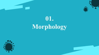 Morphology
01.
 