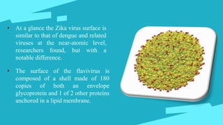 • At a glance the Zika virus surface is
similar to that of dengue and related
viruses at the near-atomic level,
researchers found, but with a
notable difference.
• The surface of the flavivirus is
composed of a shell made of 180
copies of both an envelope
glycoprotein and 1 of 2 other proteins
anchored in a lipid membrane.
 