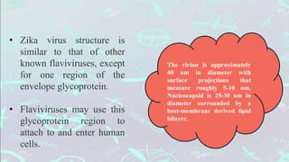 • Zika virus structure is
similar to that of other
known flaviviruses, except
for one region of the
envelope glycoprotein.
• Flaviviruses may use this
glycoprotein region to
attach to and enter human
cells.
The virion is approximately
40 nm in diameter with
surface projections that
measure roughly 5-10 nm.
Nucleocapsid is 25-30 nm in
diameter surrounded by a
host-membrane derived lipid
bilayer.
 