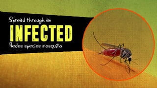 INFECTED
Spread through an
Aedes species mosquito
 