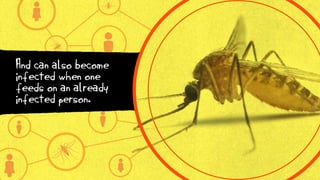 And can also become
infected when one
feeds on an already
infected person.
 