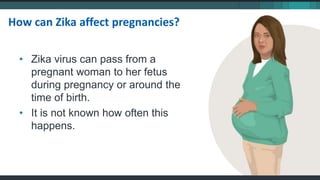 • Zika virus can pass from a
pregnant woman to her fetus
during pregnancy or around the
time of birth.
• It is not known how often this
happens.
How can Zika affect pregnancies?
 