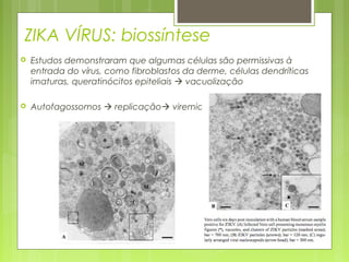  Estudos demonstraram que algumas células são permissivas à
entrada do vírus, como fibroblastos da derme, células dendríticas
imaturas, queratinócitos epiteliais  vacuolização
 Autofagossomos  replicação viremia
ZIKA VÍRUS: biossíntese
 