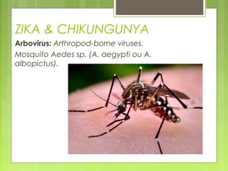 ZIKA & CHIKUNGUNYA
Arbovírus: Arthropod-borne viruses.
Mosquito Aedes sp. (A. aegypti ou A.
albopictus).
 