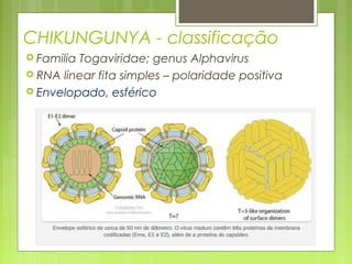 CHIKUNGUNYA - classificação
 Familia Togaviridae; genus Alphavirus
 RNA linear fita simples – polaridade positiva
 Envelopado, esférico
 