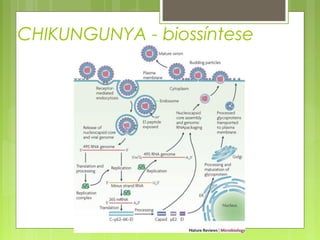 CHIKUNGUNYA - biossíntese
 