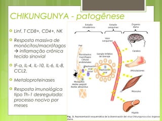CHIKUNGUNYA - patogênese
 Linf. T CD8+, CD4+, NK
 Resposta massiva de
monócitos/macrófagos
 inflamação crônica
tecido sinovial
 IF-α, IL-4, IL-10, IL-6, IL-8,
CCL2,
 Metaloproteinases
 Resposta imunológica
tipo Th-1 desregulada:
processo nocivo por
meses
 