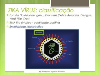ZIKA VÍRUS: classificação
 Familia Flaviviridae; genus Flavivirus (Febre Amarela, Dengue,
West Nile Virus)
 RNA fita simples – polaridade positiva
 Envelopado, icosaédrico
 