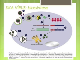 ZIKA VÍRUS: biossíntese
 