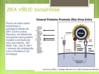 ZIKA VÍRUS: biossíntese
Pouco se sabe sobre
biossíntese e
patogenicidade do
ZIKV. Como outros
flavivírus, há diferentes
receptores que podem
mediar a entrada do
vírus nas células - DC-
SIGN, AXL, Tyro-3, TIM-1
– através de sinalização
com a Proteína E do
envelope.
 