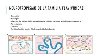 NEUROTROPISMO DE LA FAMILIA FLAVIVIRIDAE
 Encefalitis
 Meningitis
 Infección del núcleo de la sustancia negra, tálamo, cerebelo y de la corteza cerebral
 Parkinsonismo
 Distonías
 Parálisis flácida aguda (Síndrome de Guillain Barré).
 
