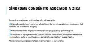 SÍNDROME CONGÉNITO ASOCIADO A ZIKA
Anomalías cerebrales adicionales a la microcefalia:
Alteraciones de fosa posterior (dimorfismo de vermix cerebeloso o aumento del
tamaño de la cisterna magna)
Alteraciones de la migración neuronal con paquigiria y polimicrogiria
Hipoplasia o hipogenesia del cuerpo calloso, lisencefalia, hipoplasia cerebelar,
ventriculomegalia y calcificaciones cerebrales corticales y subcorticales.
Alteraciones musculoesqueleticas, manifestaciones sensoriales
 