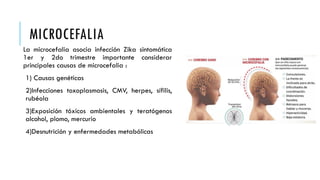 MICROCEFALIA
La microcefalia asocia infección Zika sintomática
1er y 2do trimestre importante considerar
principales causas de microcefalia :
1) Causas genéticas
2)Infecciones toxoplasmosis, CMV, herpes, sífilis,
rubéola
3)Exposición tóxicos ambientales y teratógenos
alcohol, plomo, mercurio
4)Desnutrición y enfermedades metabólicas
 