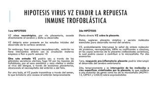 HIPOTESIS VIRUS VZ EVADIR LA REPUESTA
INMUNE TROFOBLÁSTICA
1era HIPOTESIS
VZ virus neurotrópico, por vía placentaria, accede
directamente al cerebro y daña su desarrollo.
VZ debería estar presente en los estadios iniciales del
desarrollo de la corteza cerebral.
Sin embargo, fase temprana neurodesarrollo, embrión no
tiene intercambio directo con la circulación materna
empieza a fluir a partir semana 10
Otra ruta entrada VZ podría ser: a través de las
glándulas secretoras uterinas; fuga VZ por los tapones de
trofoblasto; por el saco amniótico y saco vitelino o similar
al virus del dengue, a través de exosomas placentarios,
alcanzando el neuroepitelio del embrión o del feto.
Por otro lado, el VZ puede transmitirse a través del semen,
lo que brindaría otro acceso al embrión tempranamente
2da HIPÓTESIS
Efecto directo VZ sobre la placenta.
Datos, sugieren placenta sintetiza y secreta moléculas
esenciales para desarrollo normal del cerebro.
VZ, probablemente interrumpe la señal de síntesis molecular
de proteínas, neuropéptidos, ARNs no codificantes o citocinas,
en las capas externas de la placenta (vellosidades coriónicas),
lo cual podría causar o contribuir a la microcefalia. Por dos
escenarios:
1ero, respuesta pro-inflamatoria placenta podría interrumpir
el desarrollo del cerebro embrionario
2do, tempranamente y es interrupción de las moléculas o
vías específicas sintetizadas por la placenta, la que conlleva
a una mutación de genes como los de la microcefalia (MCPH1-
12, CEP63 y CASC5) sobre-expresándolos
 
