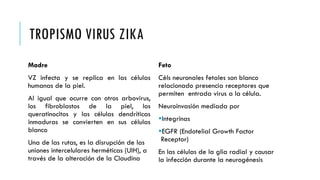 TROPISMO VIRUS ZIKA
Madre
VZ infecta y se replica en las células
humanas de la piel.
Al igual que ocurre con otros arbovirus,
los fibroblastos de la piel, los
queratinocitos y las células dendríticas
inmaduras se convierten en sus células
blanco
Una de las rutas, es la disrupción de las
uniones intercelulares herméticas (UIH), a
través de la alteración de la Claudina
Feto
Céls neuronales fetales son blanco
relacionado presencia receptores que
permiten entrada virus a la célula.
Neuroinvasión mediada por
Integrinas
EGFR (Endotelial Growth Factor
Receptor)
En las células de la glia radial y causar
la infección durante la neurogénesis
 
