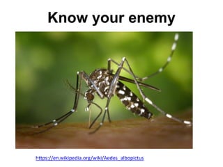 Know your enemy
https://en.wikipedia.org/wiki/Aedes_albopictus
 