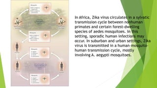 In Africa, Zika virus circulates in a sylvatic
transmission cycle between nonhuman
primates and certain forest-dwelling
species of aedes mosquitoes. In this
setting, sporadic human infections may
occur. In suburban and urban settings, Zika
virus is transmitted in a human–mosquito–
human transmission cycle, mostly
involving A. aegypti mosquitoes.
 