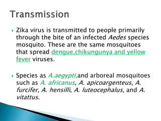  Zika virus is transmitted to people primarily
through the bite of an infected Aedes species
mosquito. These are the same mosquitoes
that spread dengue,chikungunya and yellow
fever viruses.
 Species as A.aegypti,and arboreal mosquitoes
such as A. africanus, A. apicoargenteus, A.
furcifer, A. hensilli, A. luteocephalus, and A.
vitattus.
 