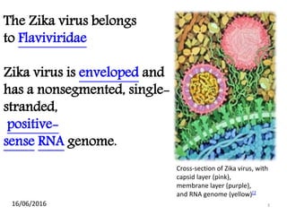 3
The Zika virus belongs
to Flaviviridae
Zika virus is enveloped and
has a nonsegmented, single-
stranded,
positive-
sense RNA genome.
Cross-section of Zika virus, with
capsid layer (pink),
membrane layer (purple),
and RNA genome (yellow)[2
16/06/2016
 