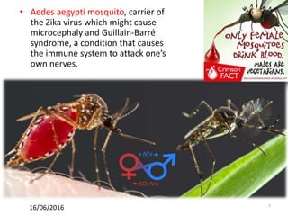 • Aedes aegypti mosquito, carrier of
the Zika virus which might cause
microcephaly and Guillain-Barré
syndrome, a condition that causes
the immune system to attack one’s
own nerves.
716/06/2016
 