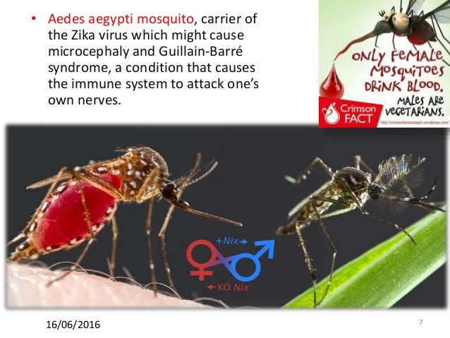 Zika virus