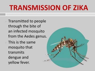 TRANSMISSION OF ZIKA
 Transmitted to people
through the bite of
an infected mosquito
from the Aedes genus.
 This is the same
mosquito that
transmits
dengue and
yellow fever.
 