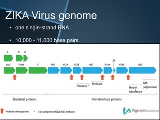 ZIKA Virus genome
• one single-strand RNA
• 10,000 - 11,000 base pairs
 