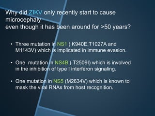 Why did ZIKV only recently start to cause
microcephaly
even though it has been around for >50 years?
• Three mutation in NS1 ( K940E,T1027A and
M1143V) which is implicated in immune evasion.
• One mutation in NS4B ( T2509I) which is involved
in the inhibition of type I interferon signaling.
• One mutation in NS5 (M2634V) which is known to
mask the viral RNAs from host recognition.
 