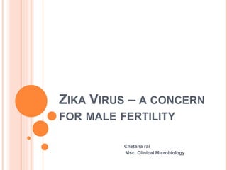 ZIKA VIRUS – A CONCERN
FOR MALE FERTILITY
Chetana rai
Msc. Clinical Microbiology
 