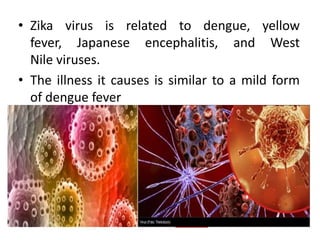 • Zika virus is related to dengue, yellow
fever, Japanese encephalitis, and West
Nile viruses.
• The illness it causes is similar to a mild form
of dengue fever
 