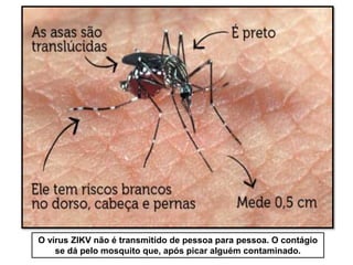 O vírus ZIKV não é transmitido de pessoa para pessoa. O contágio
se dá pelo mosquito que, após picar alguém contaminado.
 