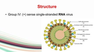Structure
• Group IV: (+) sense single-stranded RNA virus
 